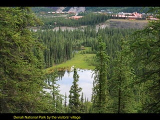 Denali National Park by the visitors’ village
 