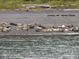 Juneau, AK - Harbor   Seals 