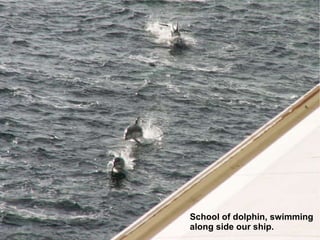 School of dolphin, swimming along side our ship. 