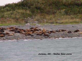 Juneau, AK – Steller Sea Lions 