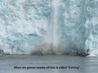 When the glacier breaks off this is called “Calving”. 
