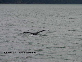 Juneau, AK – Whale Watching 