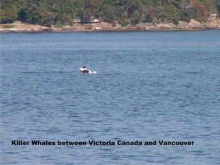 Killer Whales between Victoria Canada and Vancouver 