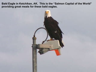 Bald Eagle in Ketchikan, AK.  This is the “Salmon Capital of the World”  providing great meals for these bald eagles. 