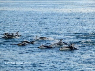 Golfinhos barriga branca
 