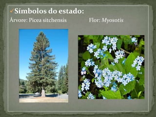 Símbolos do estado:
Árvore: Picea sitchensis

Flor: Myosotis

 