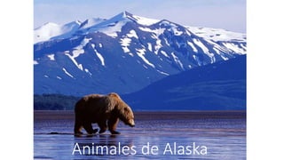 Animales de Alaska
 