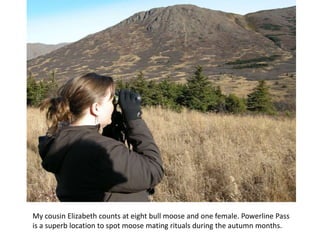 My cousin Elizabeth counts at eight bull moose and one female. Powerline Pass is a superb location to spot moose mating rituals during the autumn months.