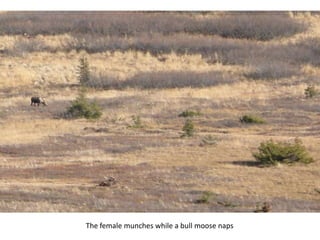 The female munches while a bull moose naps