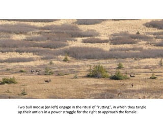 Two bull moose (on left) engage in the ritual of “rutting”, in which they tangle up their antlers in a power struggle for the right to approach the female.