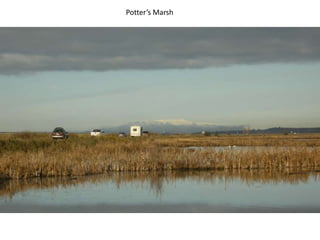 Potter’s Marsh