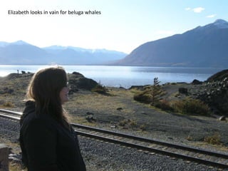 Elizabeth looks in vain for beluga whales