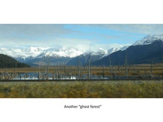 Another “ghost forest”