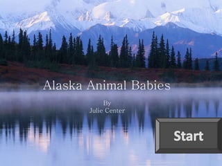 Alaska Animal Babies
            By
       Julie Center
 
