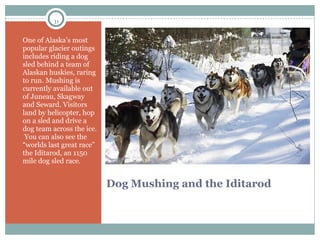 Dog Mushing and the Iditarod One of Alaska’s most popular glacier outings includes riding a dog sled behind a team of Alaskan huskies, raring to run. Mushing is currently available out of Juneau, Skagway and Seward. Visitors land by helicopter, hop on a sled and drive a dog team across the ice.  You can also see the “worlds last great race” the Iditarod, an 1150 mile dog sled race. 