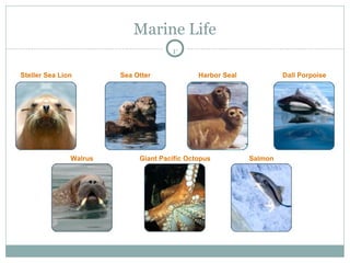 Marine Life Steller Sea Lion Sea Otter Harbor Seal Dall Porpoise Walrus Giant Pacific Octopus Salmon 