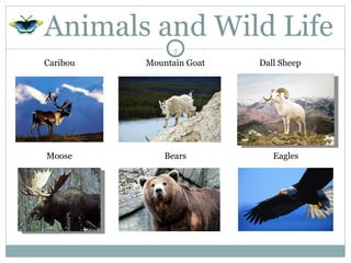 Animals and Wild Life Caribou Moose Mountain Goat Bears Dall Sheep Eagles 