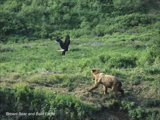 Brown Bear and Bald Eagle