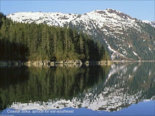 Coastal Sitka, spruce for est-southeast