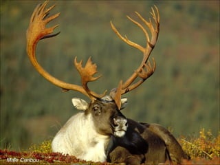 Male Caribou