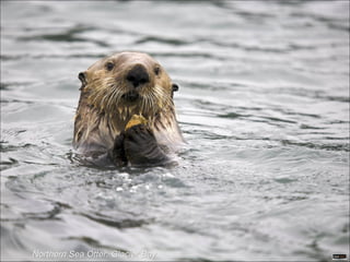 Northern Sea Otter, Glacier Bay