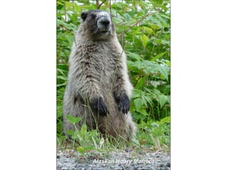 Alaskan Hoary Marmot