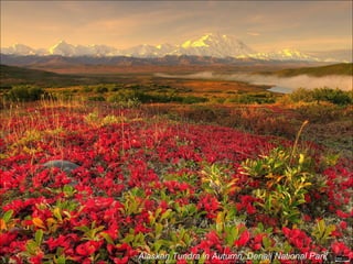 Alaskan Tundra in Autumn, Denali National Park