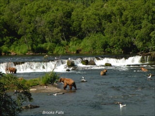 Brooks Falls