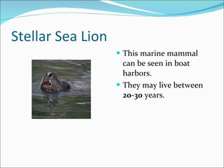 Stellar Sea Lion This marine mammal can be seen in boat harbors. They may live between  20-30  years. 