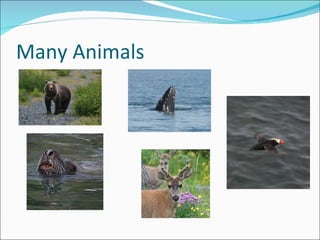 Many Animals 
