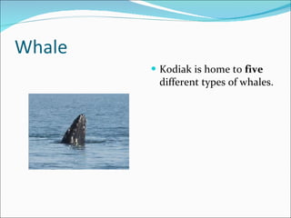 Whale Kodiak is home to  five  different types of whales. 