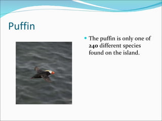 Puffin The puffin is only one of  240  different species found on the island. 
