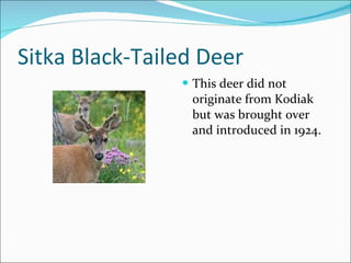 Sitka Black-Tailed Deer This deer did not originate from Kodiak but was brought over and introduced in 1924. 