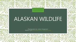 ALASKAN WILDLIFE
Photography by: Aiden Haagensen
Alaska Tours www.lpdatafiles.com/tours.htm
 