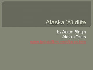 Alaska Wildlife by Aaron Biggin Alaska Tours www.lpdatafiles.com/tours.htm 