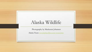 Alaska Wildlife
Photography by Mackenzie Johansen
Alaska Tours www.lpdatafiles.com/tours.htm
 