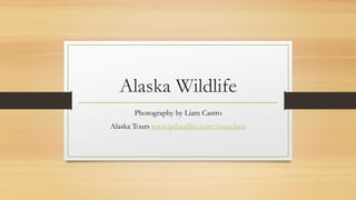 Alaska Wildlife
Photography by Liam Castro
Alaska Tours www.ipdatafiles.com/tours.htm
 
