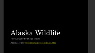 Alaska Wildlife
Photography by Diego Valera
Alaska Tours www.lpdatafiles.com/tours.htm
 