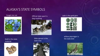 ALASKA'S STATE SYMBOLS
Forget me not Official state sport is
dog mushing
Jade is the gold gem
Gold is the state
material
Sitka spruce is the
state tree
willow ptarmigan is
the state bird
 