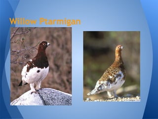 Willow Ptarmigan
 
