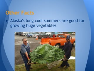 Other Facts
● Alaska's long cool summers are good for
  growing huge vegetables
 