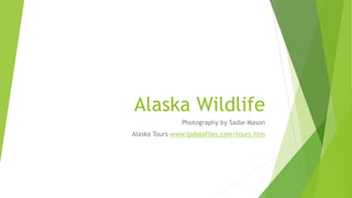 Alaska Wildlife
Photography by Sadie Mason
Alaska Tours www.lpdatafiles.com/tours.htm
 