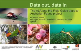 Data out, data in
The ALA and the Field Guide apps to
Australian Fauna project
Dr Elycia Wallis,
Manager, Online Collections, Museum Victoria
@elyw
Photo credits: Honeybrown Beetle Rodney Start/MV; Rainbow Lorikeet
Steven Kuiter; Jewel Anemone Julian Finn/MV; Common Seadragon
Mark Norman/MV
 