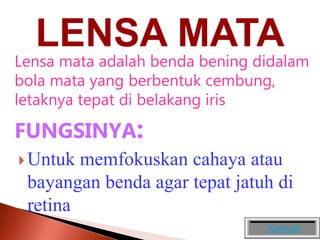 LENSA MATA
Lensa mata adalah benda bening didalam
bola mata yang berbentuk cembung,
letaknya tepat di belakang iris
FUNGSINYA:
 Untuk memfokuskan cahaya atau
bayangan benda agar tepat jatuh di
retina
Kembali
 