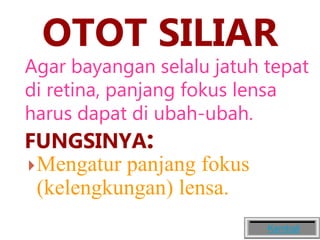 OTOT SILIAR
Agar bayangan selalu jatuh tepat
di retina, panjang fokus lensa
harus dapat di ubah-ubah.
FUNGSINYA:
Mengatur panjang fokus
(kelengkungan) lensa.
Kembali
 