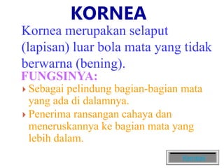 KORNEA
Kornea merupakan selaput
(lapisan) luar bola mata yang tidak
berwarna (bening).
 Sebagai pelindung bagian-bagian mata
yang ada di dalamnya.
 Penerima ransangan cahaya dan
meneruskannya ke bagian mata yang
lebih dalam.
FUNGSINYA:
Kembali
 