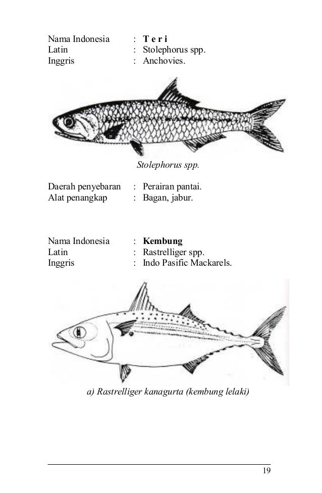 Jenis Ikan Pelagis Dan Nama Latinnya