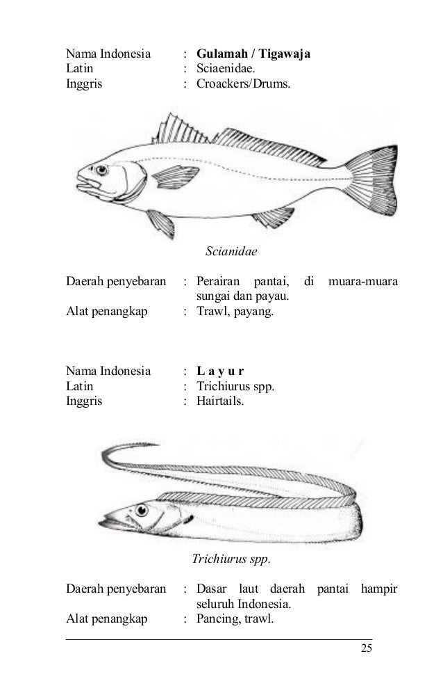 Jenis Ikan Air Payau Dan Nama Latinnya