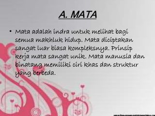 A. MATA
• Mata adalah indra untuk melihat bagi
semua makhluk hidup. Mata diciptakan
sangat luar biasa kompleksnya. Prinsip
kerja mata sangat unik. Mata manusia dan
binatang memiliki ciri khas dan struktur
yang berbeda.
 