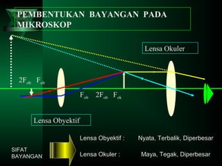 PEMBENTUKAN BAYANGAN PADA
MIKROSKOP
Lensa Okuler

2Fob Fob
Fob 2Fob Fok
Lensa Obyektif
Lensa Obyektif :
SIFAT
BAYANGAN

Lensa Okuler :

Nyata, Terbalik, Diperbesar
Maya, Tegak, Diperbesar

 
